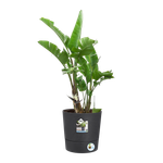 greensense aqua care round 35cm charcoal grey